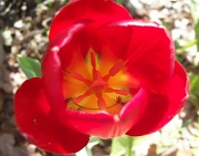 5th May 2011 - Tulip