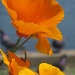 "P" as in Poppies, California poppies by madamelucy