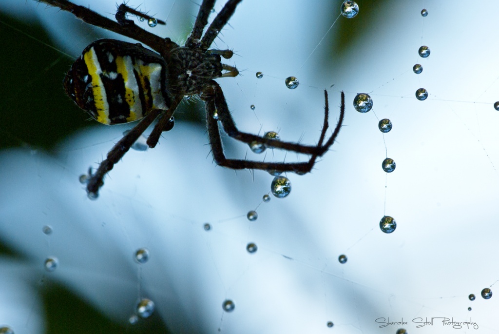 St Andrews Cross Spider by bella_ss