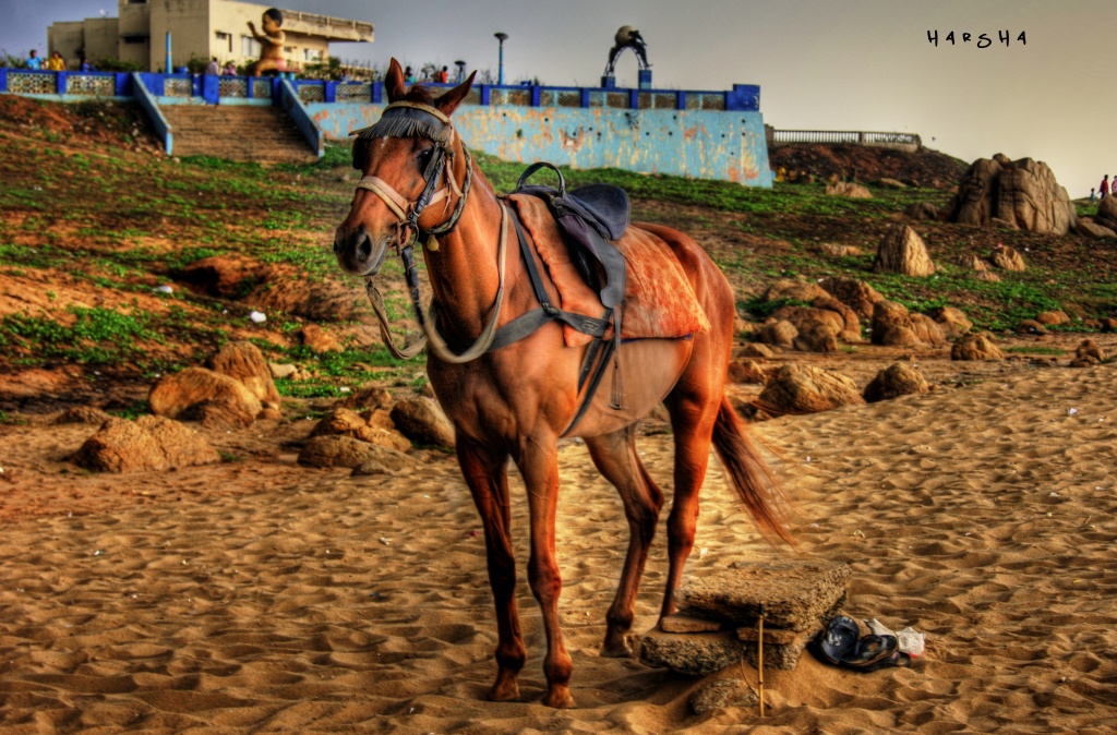horse in the beach! by harsha
