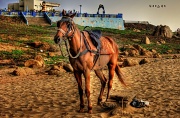 7th May 2011 - horse in the beach!