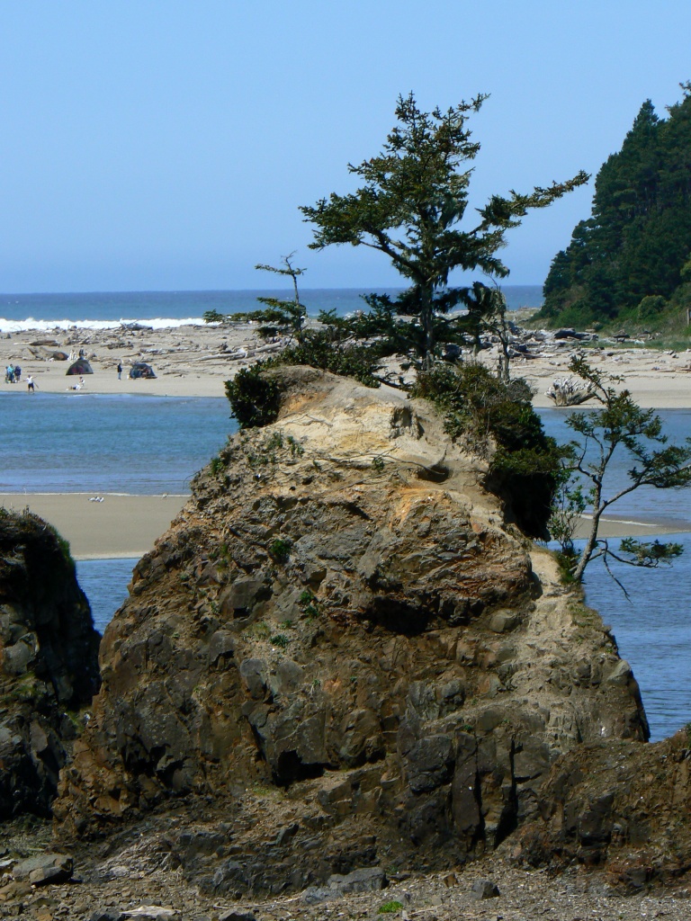 shore pine - Siletz Bay, Oregon USA by reba