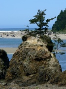 6th May 2011 - shore pine - Siletz Bay, Oregon USA