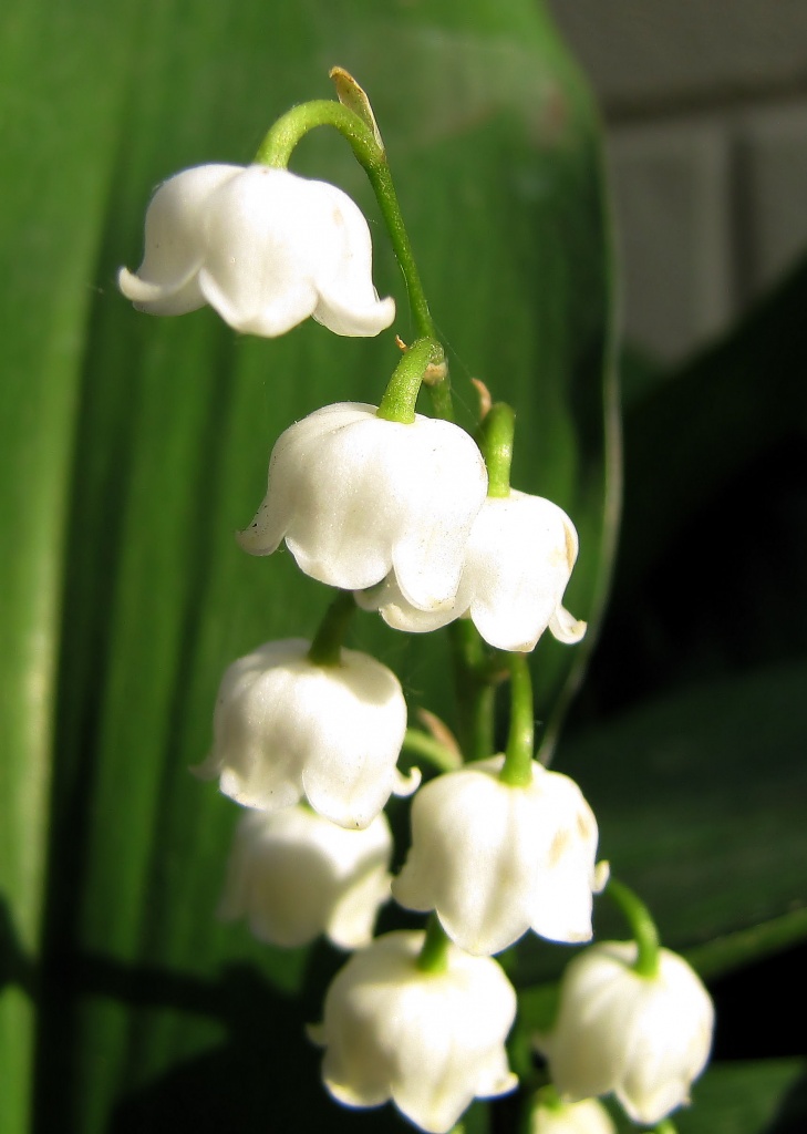Lily Of The Vally by itsonlyart