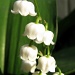 Lily Of The Vally by itsonlyart
