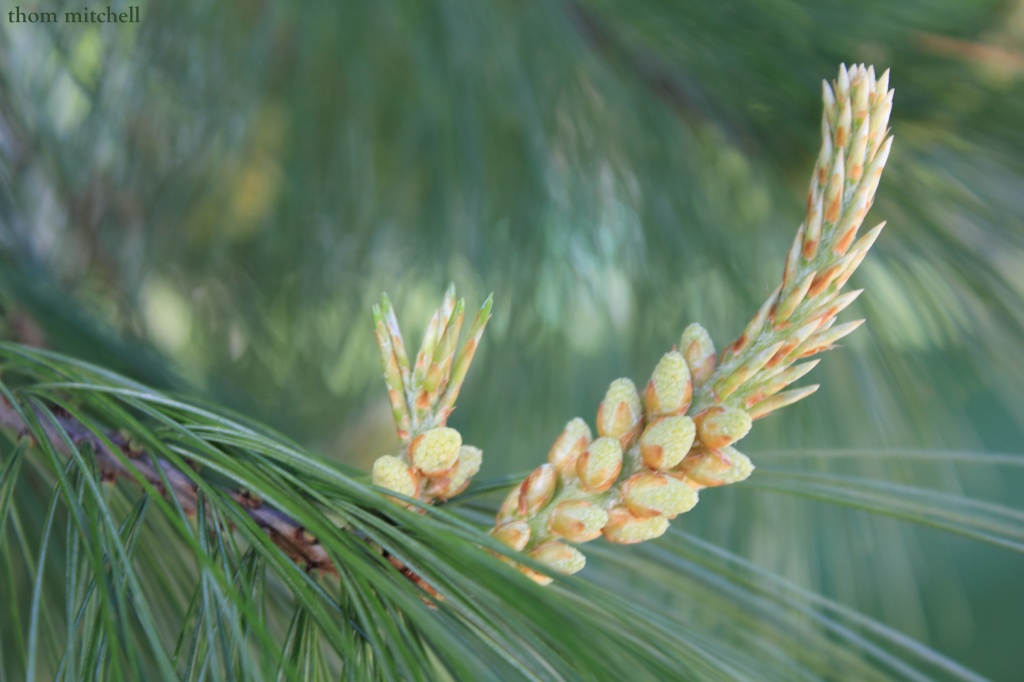 The soft side of a white pine by rhoing