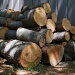 Smiling Woodpile by sharonlc