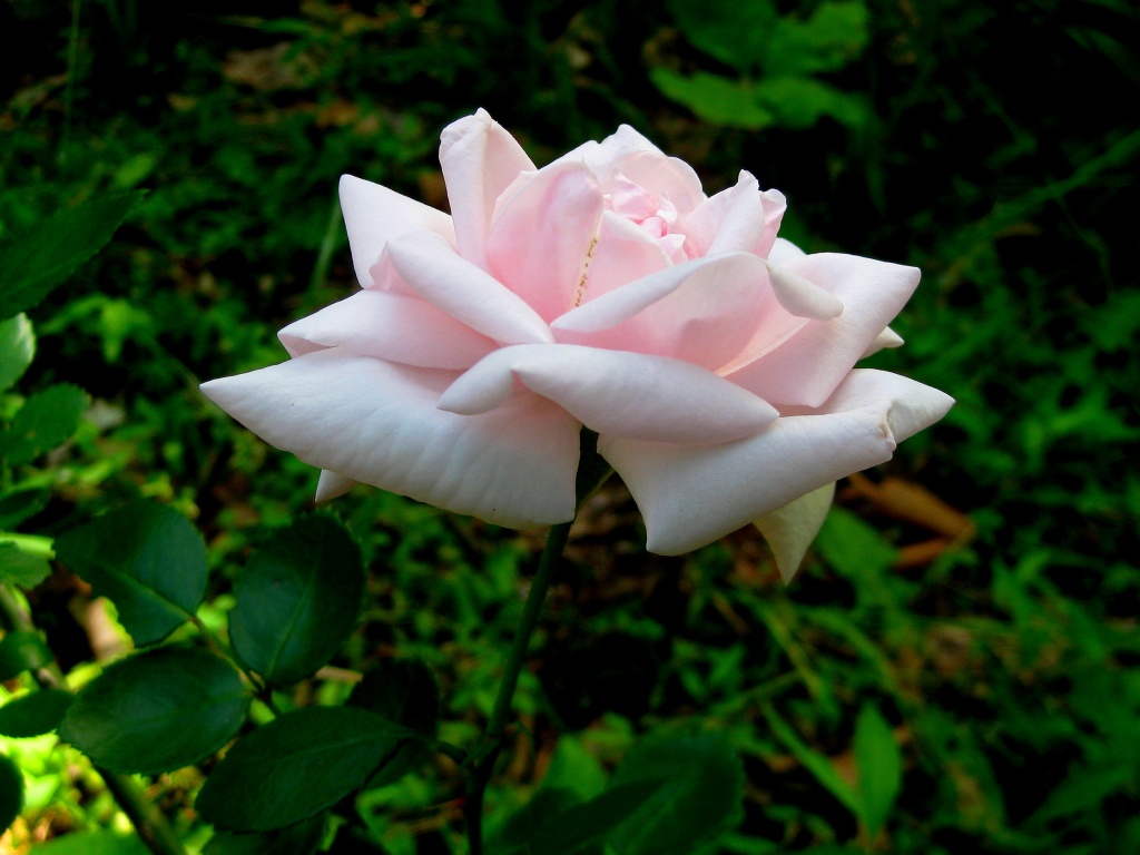 Pink Rose by vernabeth