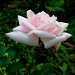 Pink Rose by vernabeth