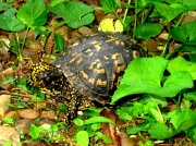 5th May 2011 - Turtle 