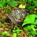 Turtle  by vernabeth
