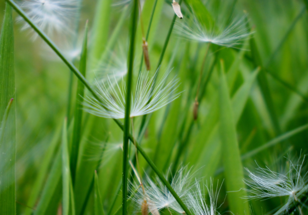 Close up of  Dandelion parachutes by snowy