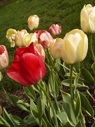 6th May 2011 - Tulips