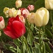 Tulips by julie