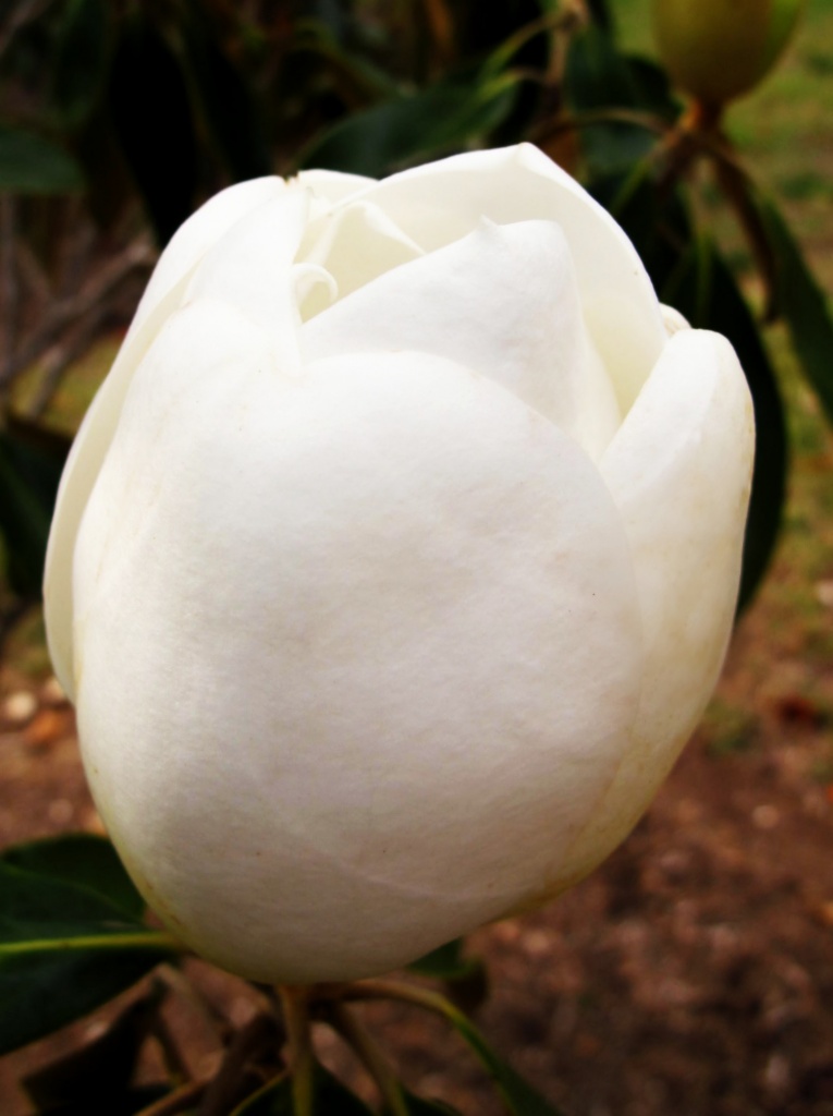 Magnolia by lisaconrad