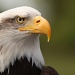 Bald Eagle by netkonnexion
