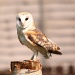 Barn Owl by netkonnexion