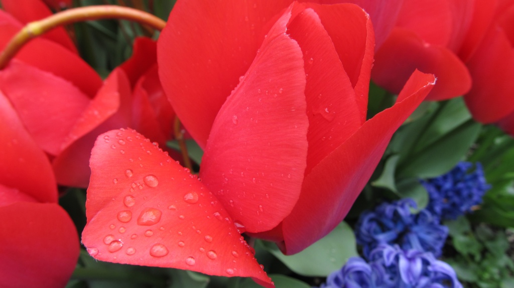 raindrops on tulips by summerfield