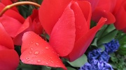 6th May 2011 - raindrops on tulips