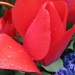 raindrops on tulips by summerfield
