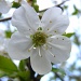 Cherry Blossom by lauriehiggins