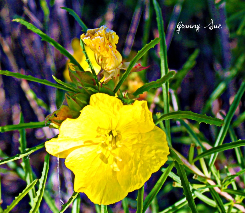 Yellow Primrose by grannysue