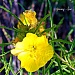Yellow Primrose by grannysue