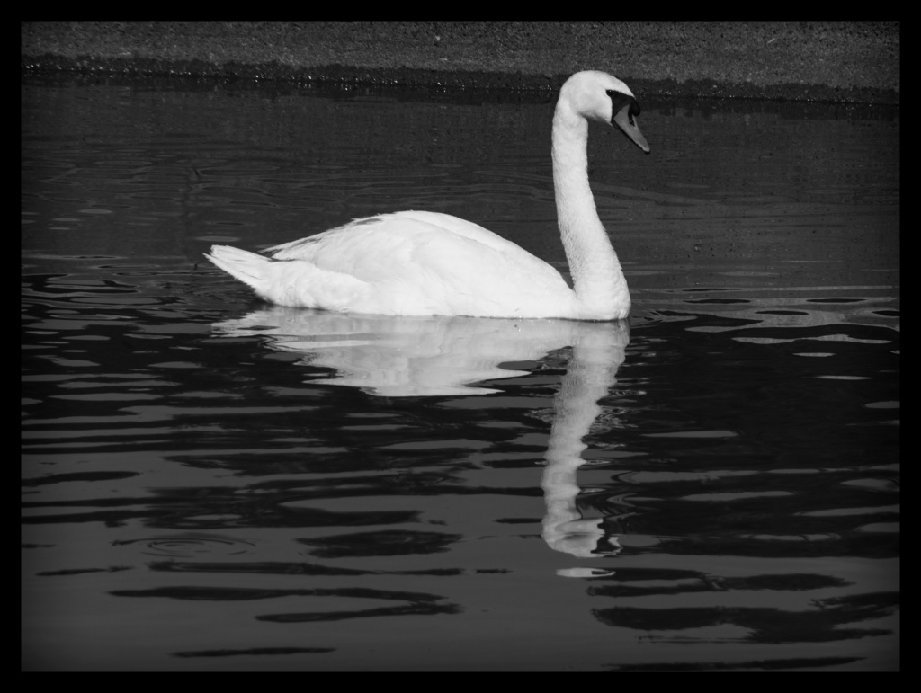 Swan at Resthaven Cemetery by eudora