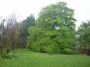 7th May 2011 - The Beech Trees