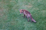 7th May 2011 - A morning visitor