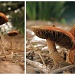 Mushroom-tastic! by alia_801