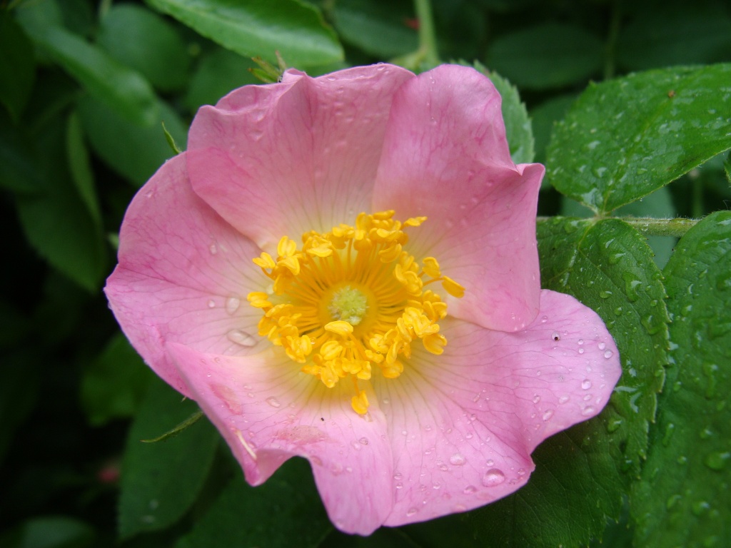 Wild rose in the rain by busylady