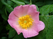 7th May 2011 - Wild rose in the rain