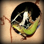 7th May 2011 - WALL LIZARD PEEPING OUT OF MY COMPOST BIN