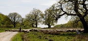 25th Apr 2011 - Breite Ancient Oak Preserve.