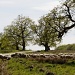 Breite Ancient Oak Preserve. by harvey