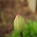 Tulip by dora