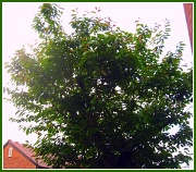 7th May 2011 - Tree in May