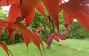 7th May 2011 - Under the Japanese Maple