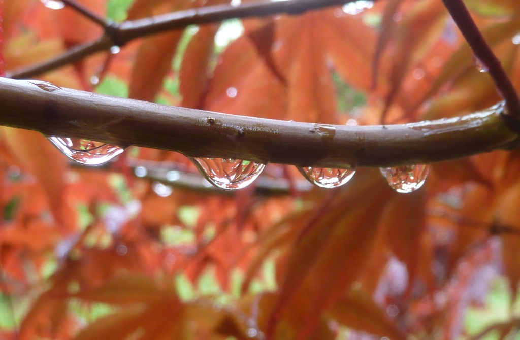 Raindrops on Japanese Maple branch by dulciknit