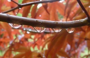 7th May 2011 - Raindrops on Japanese Maple branch