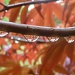 Raindrops on Japanese Maple branch by dulciknit