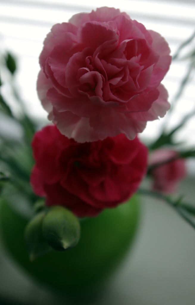 Carnations by karendalling