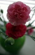 7th May 2011 - Carnations