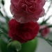 Carnations by karendalling