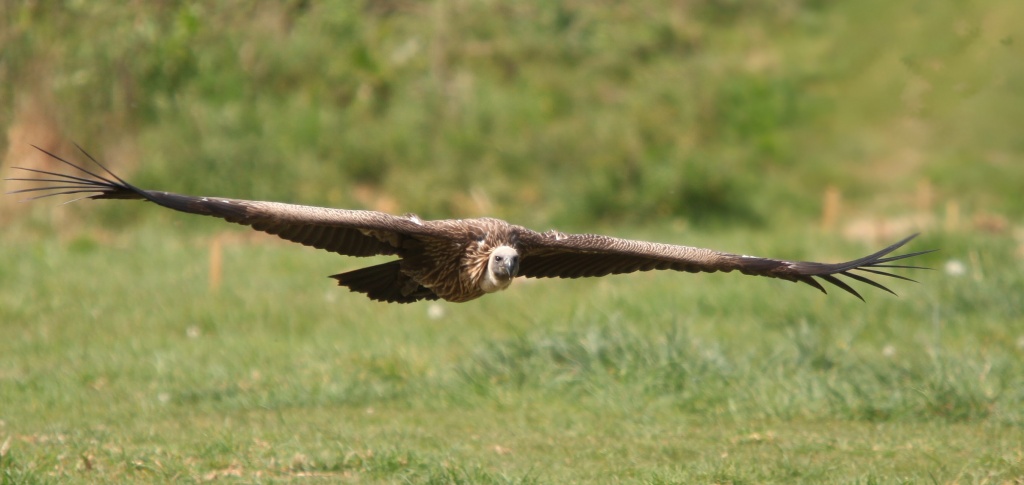 Vulture In Flight by netkonnexion
