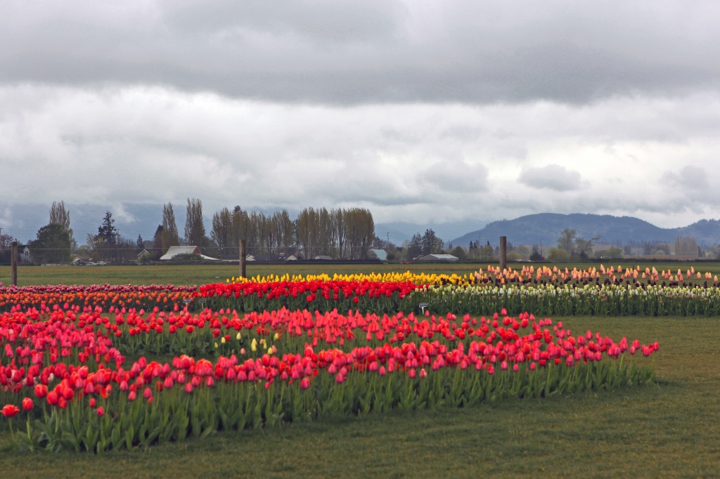 Roozengaarde Tulip Farm in Mt Vernon Washington.   by seattle