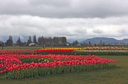 7th May 2011 - Roozengaarde Tulip Farm in Mt Vernon Washington.  