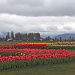 Roozengaarde Tulip Farm in Mt Vernon Washington.   by seattle