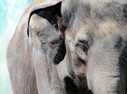 7th May 2011 - Asian Elephant